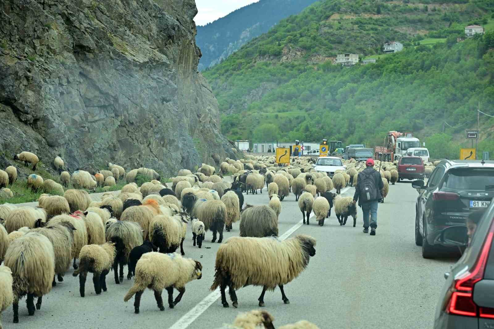 Gümüşhane yaylalarına geleneksel küçükbaş hayvan göçü başladı
