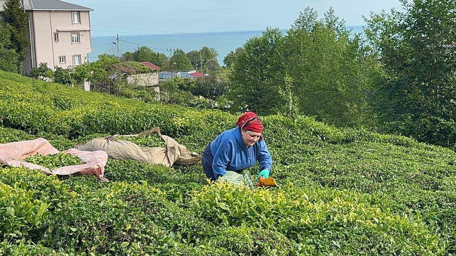 Rize’de güneşli havayı fırsat bilen çay üreticileri hasat için bahçelere girmeye başladı