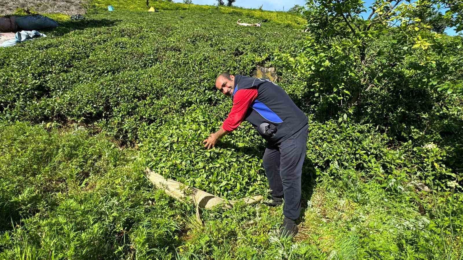 Rize’de güneşli havayı fırsat bilen çay üreticileri hasat için bahçelere girmeye başladı