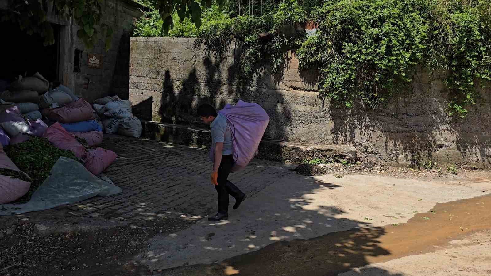 ÇAYKUR sezonun ilk gününde 900 ton çay aldı