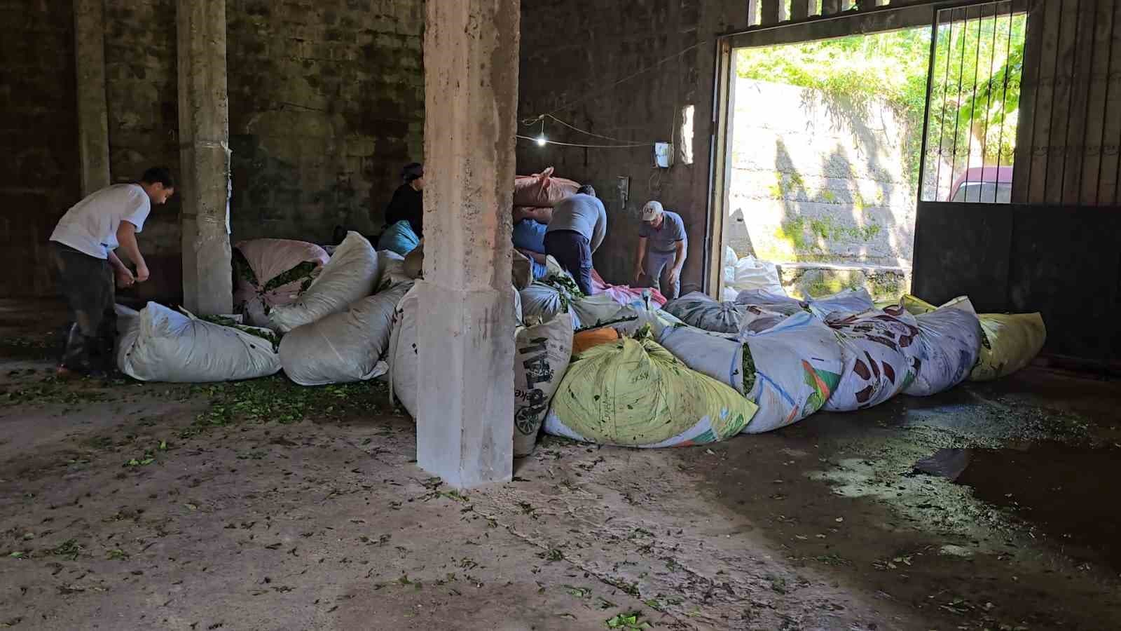 ÇAYKUR sezonun ilk gününde 900 ton çay aldı