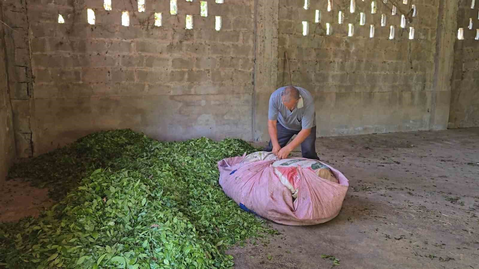 ÇAYKUR sezonun ilk gününde 900 ton çay aldı