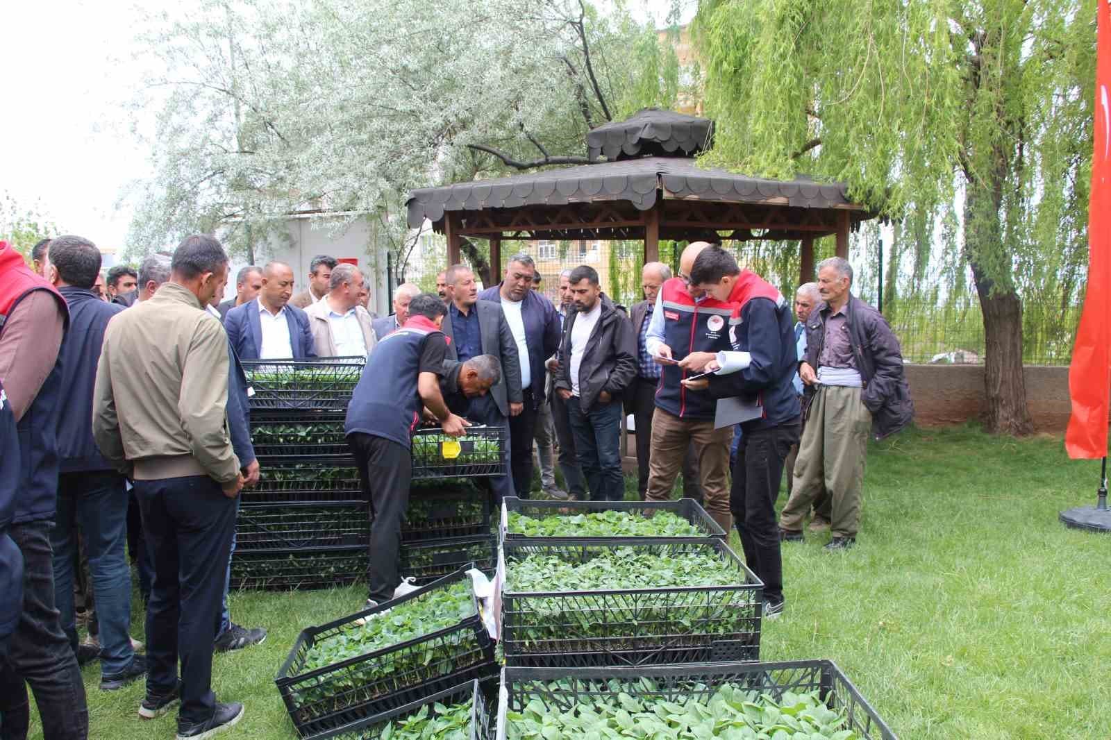 Şırnak’ta 252 üreticiye sebze fidesi dağıtıldı