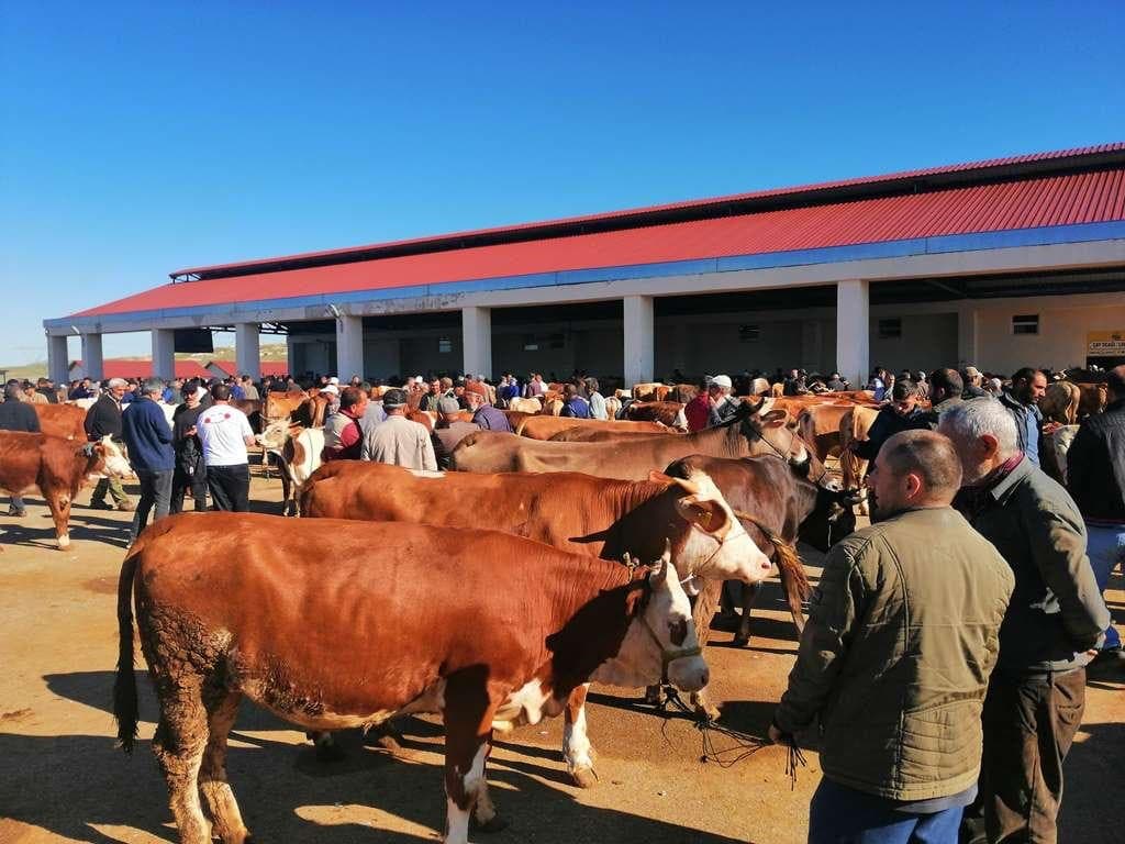 Bayburt’ta kurbanlık satışları bugün başladı