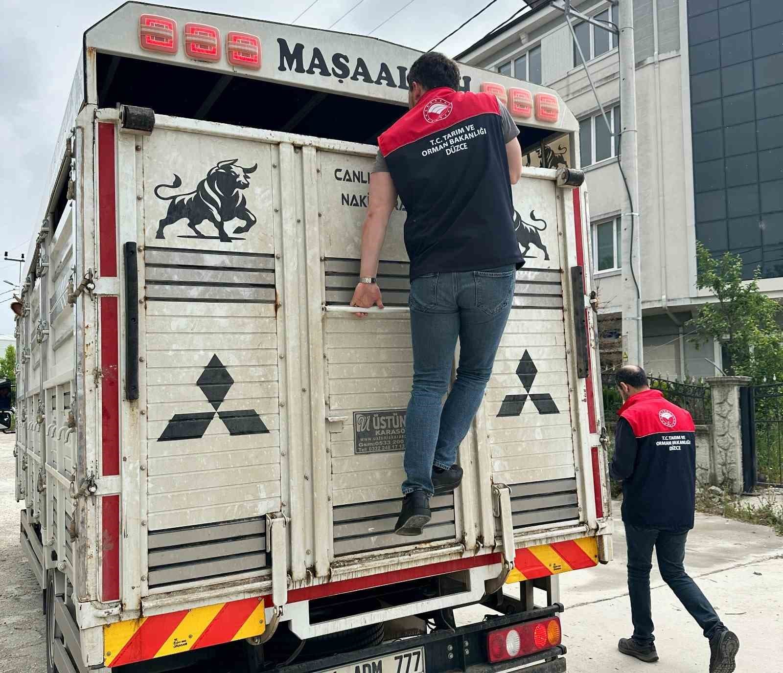 Düzce’de artan hayvan haraketliliği denetim altında