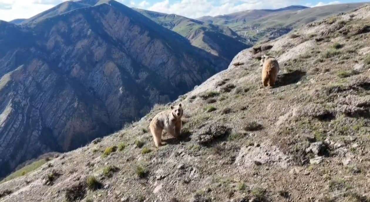 Sürüye yaklaşan 3 bozayıyı drone ile uzaklaştırdı