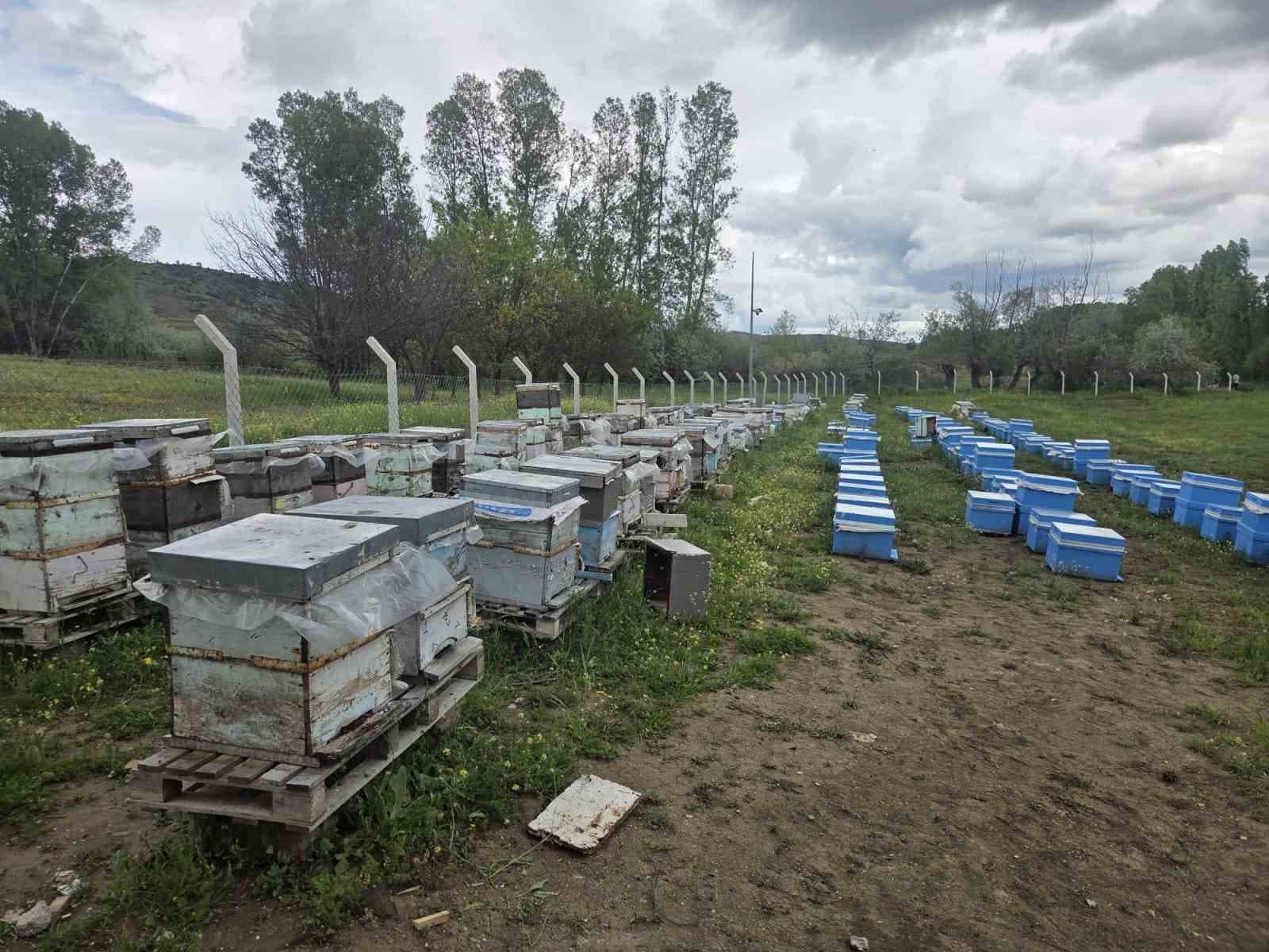 Hobi olarak 5 kovanla başladı, zamanla 250 kovana çıkardı