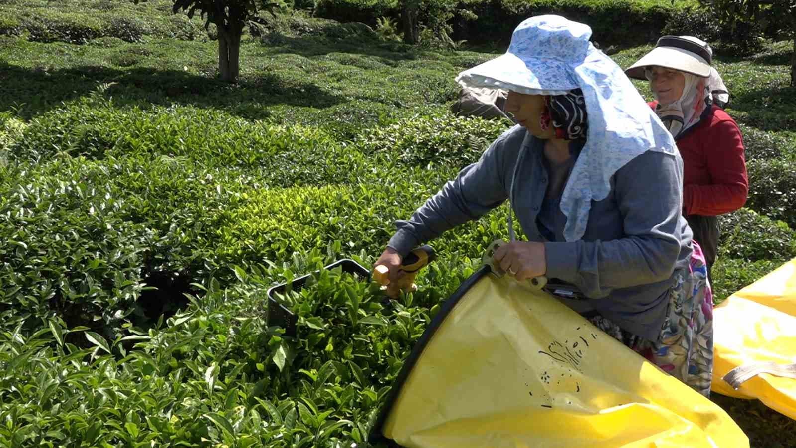 Çay üreticisinden özel sektöre fiyat tepkisi
