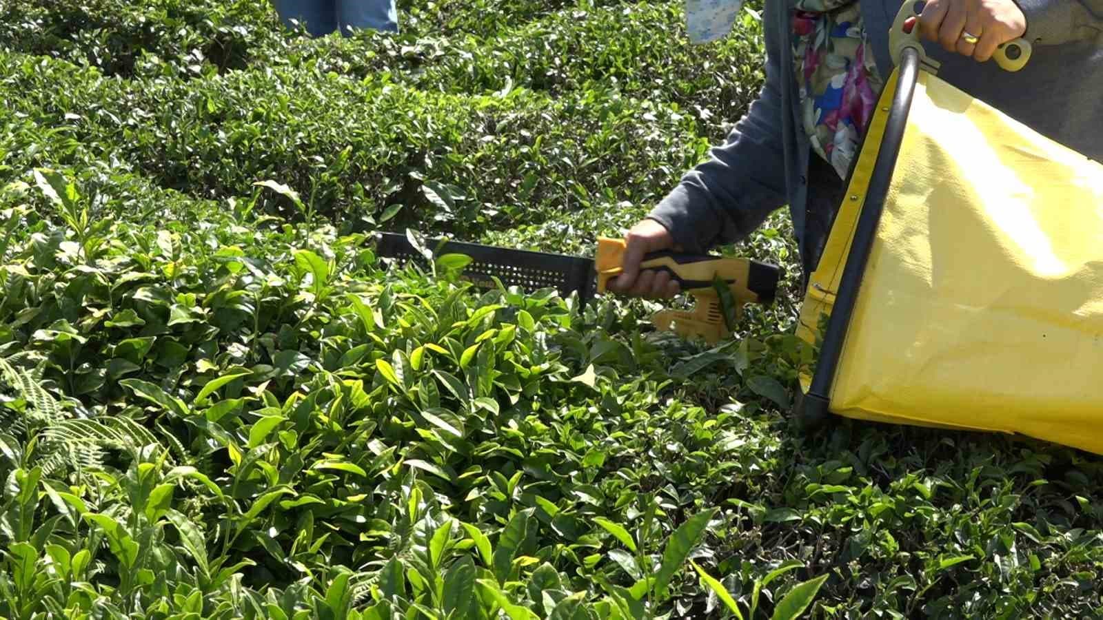 Çay üreticisinden özel sektöre fiyat tepkisi