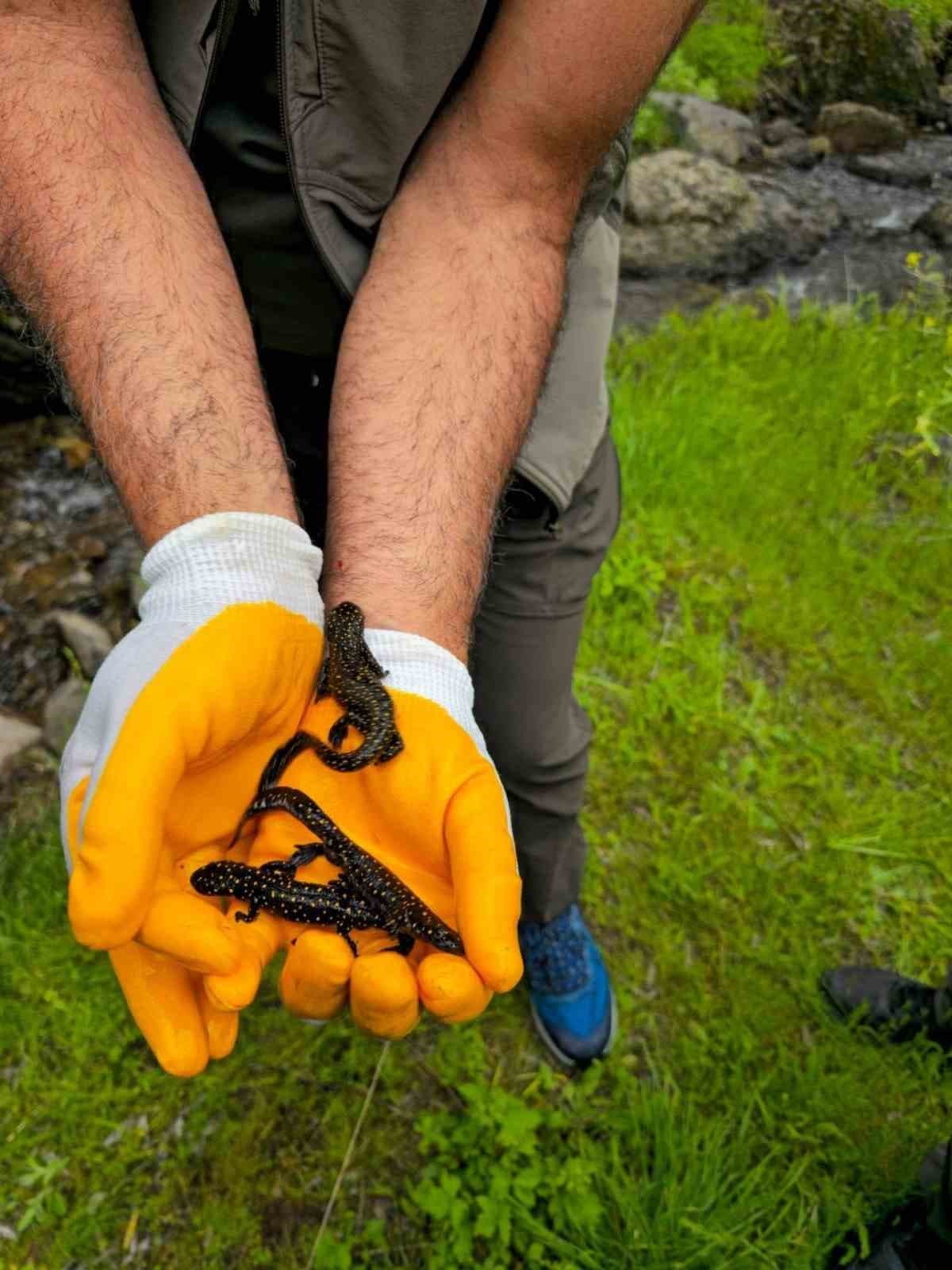 Tunceli’de benekli semenderler görüntülendi