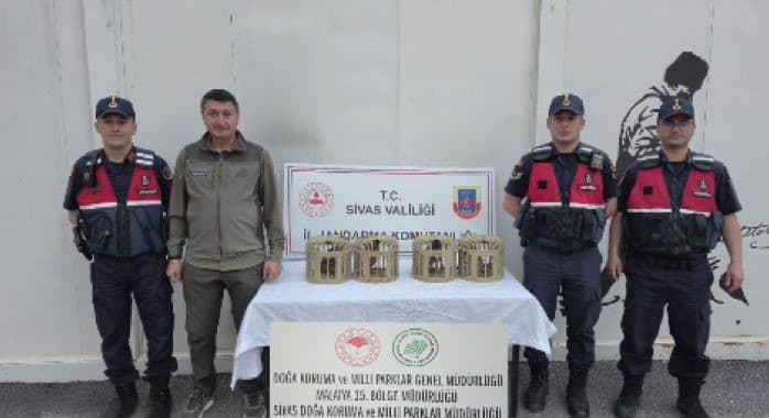Sivas’ta usulsüz ele geçirilen 4 keklik doğaya salındı