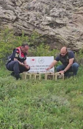 Sivas’ta usulsüz ele geçirilen 4 keklik doğaya salındı