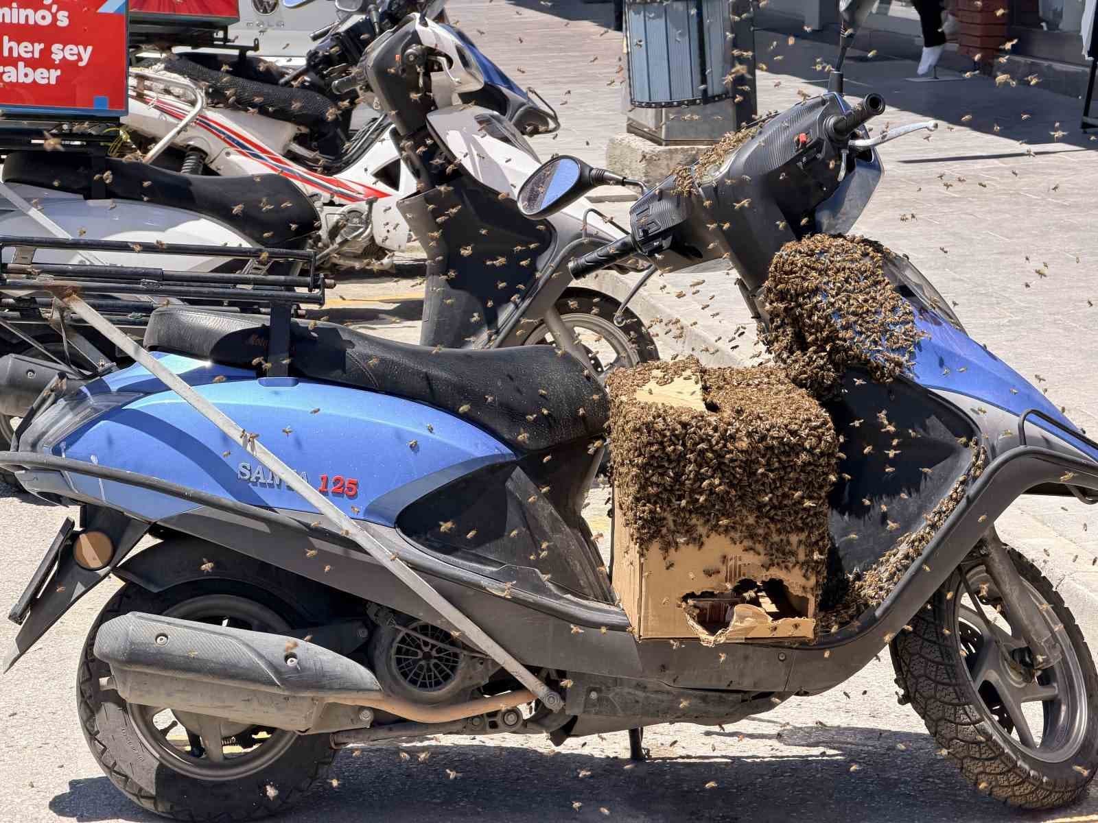 Şehrin göbeğinde oğul veren arılar ilgi odağı oldu