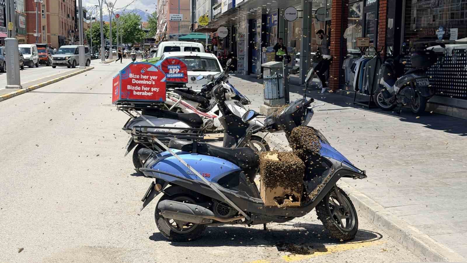 Şehrin göbeğinde oğul veren arılar ilgi odağı oldu