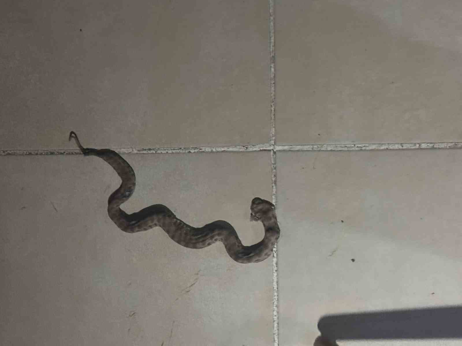 Siirt’te apartmanda görülen yılan paniğe neden oldu