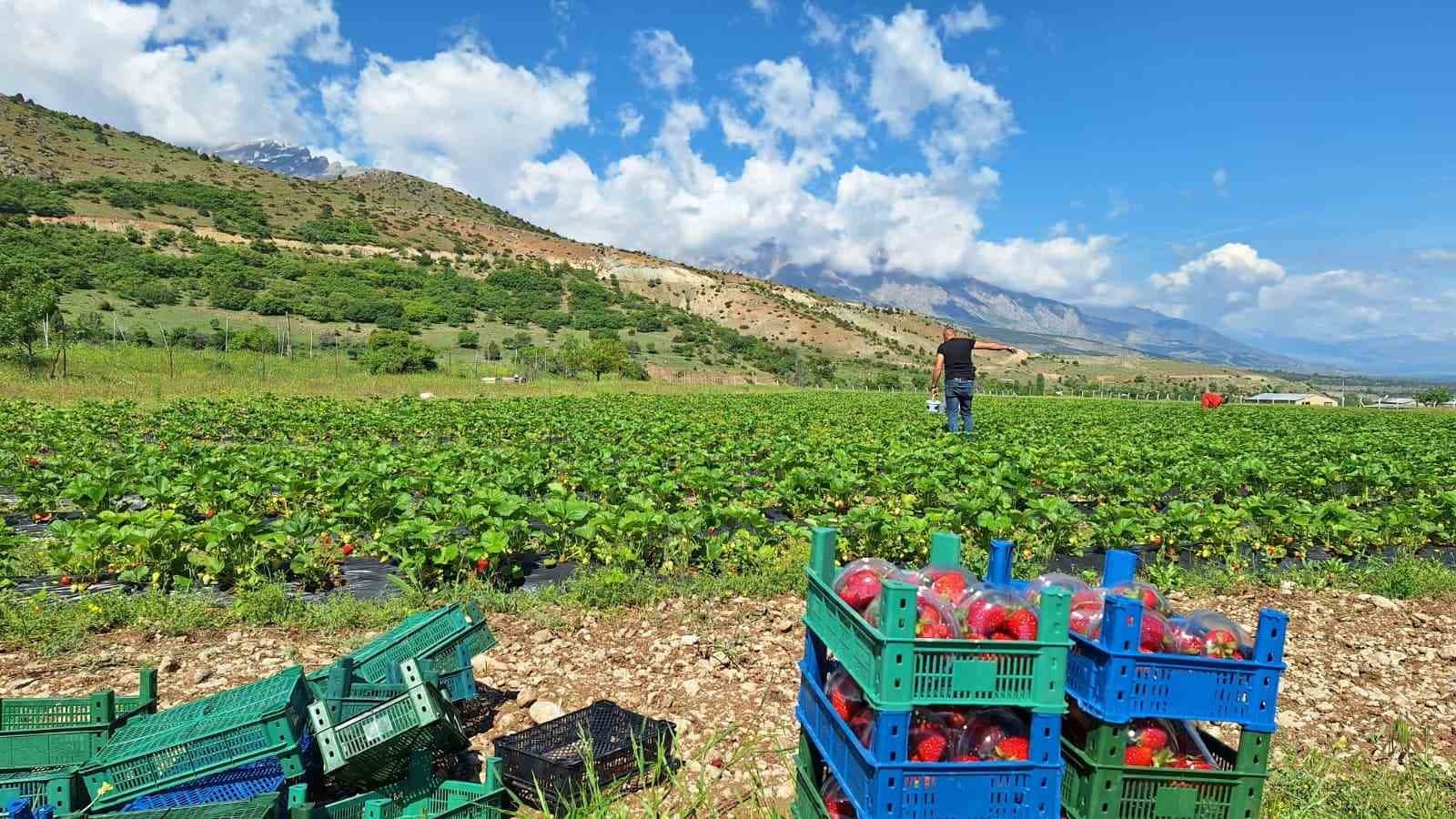 İlk çilek hasadı öğrencilere ikram edildi
