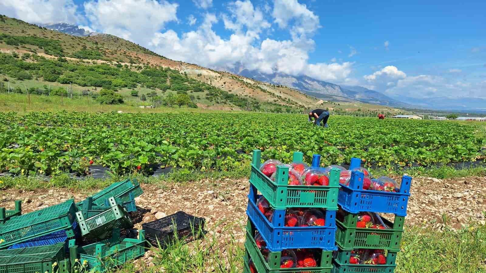 İlk çilek hasadı öğrencilere ikram edildi