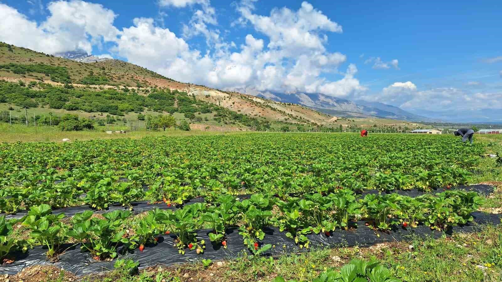 İlk çilek hasadı öğrencilere ikram edildi