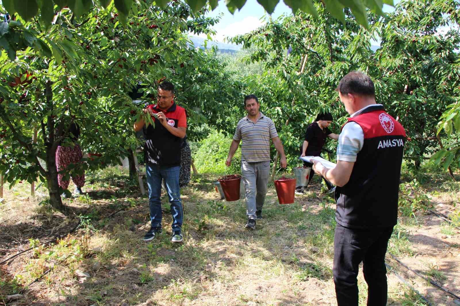 Amasya’da 65. Kiraz Teşvik Yarışması yapıldı