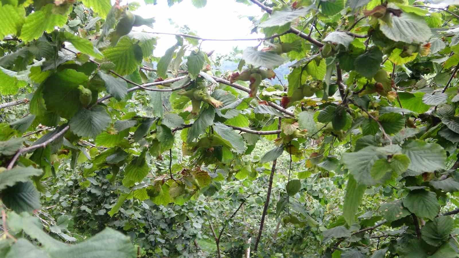 Fındıkta hasat öncesi fiyatlar geriledi, gözler alım fiyatında