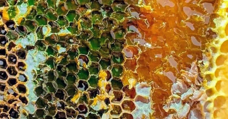 Artvin’de bal hasat sezonu öncesi üreticilerle buluşma