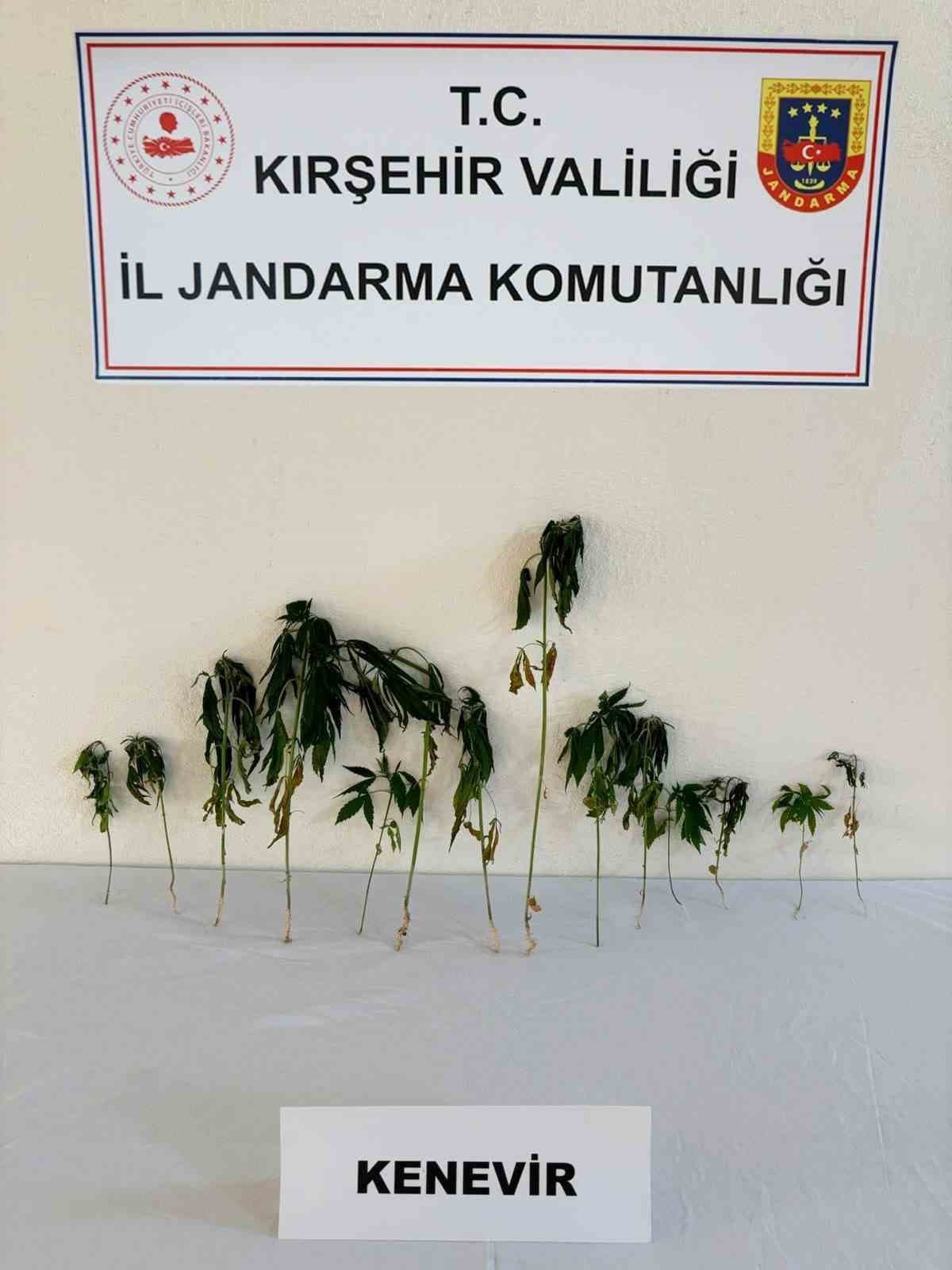 Kırşehir’de bahçeye ekili kenevir ele geçirildi