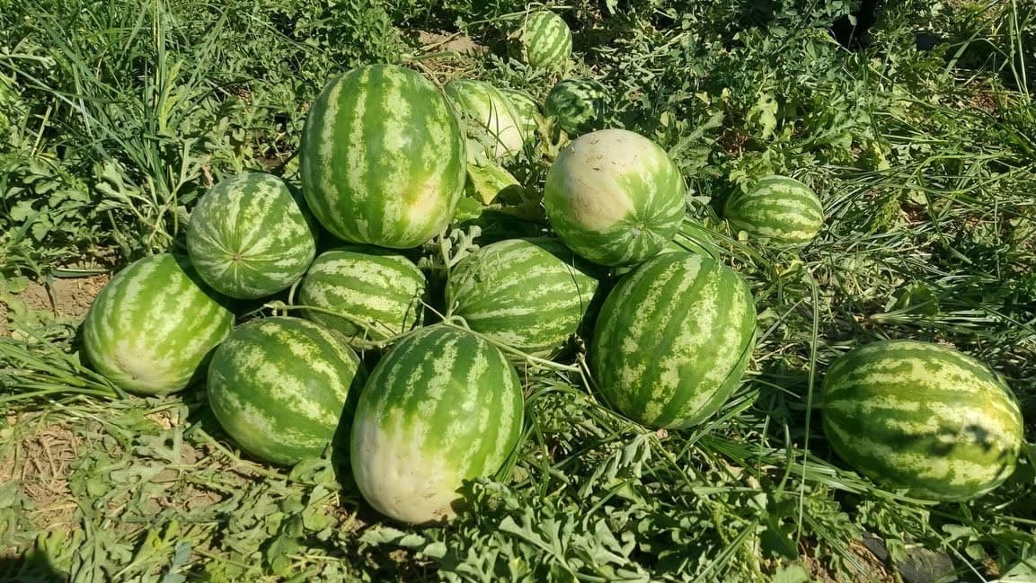Cincin karpuzunda ilk hasat heyecanı yaşandı