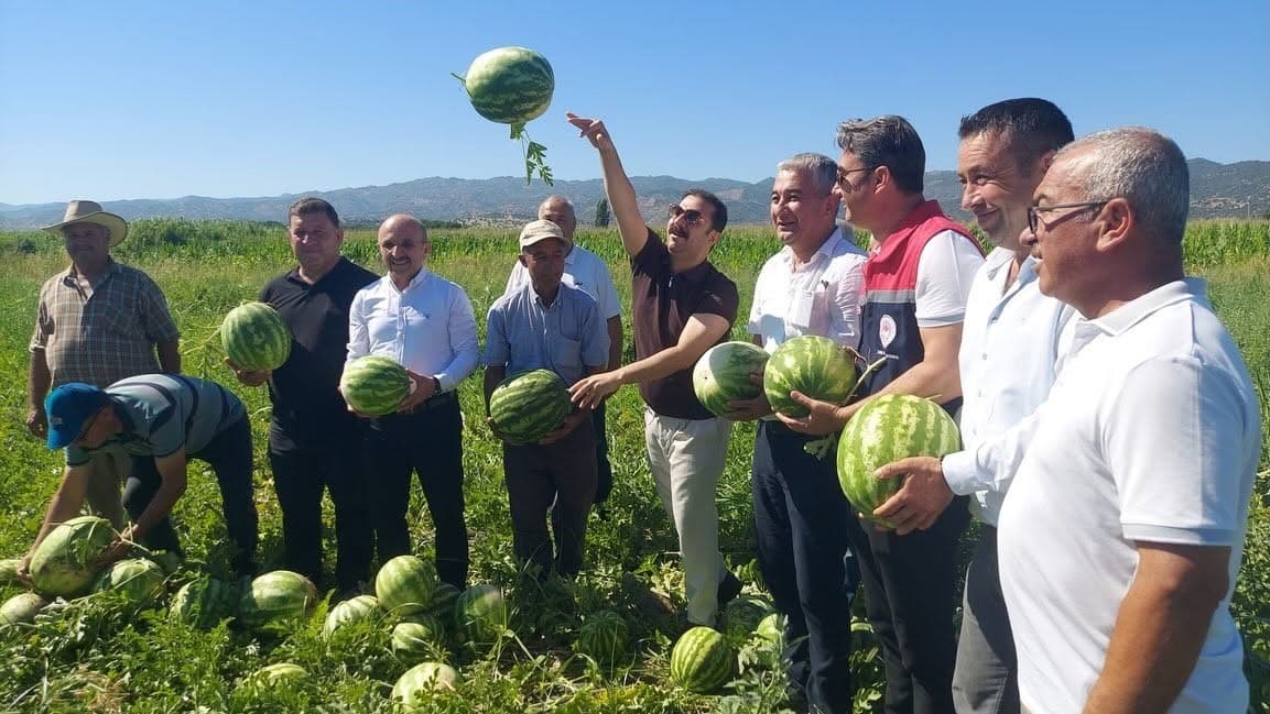 Cincin karpuzunda ilk hasat heyecanı yaşandı