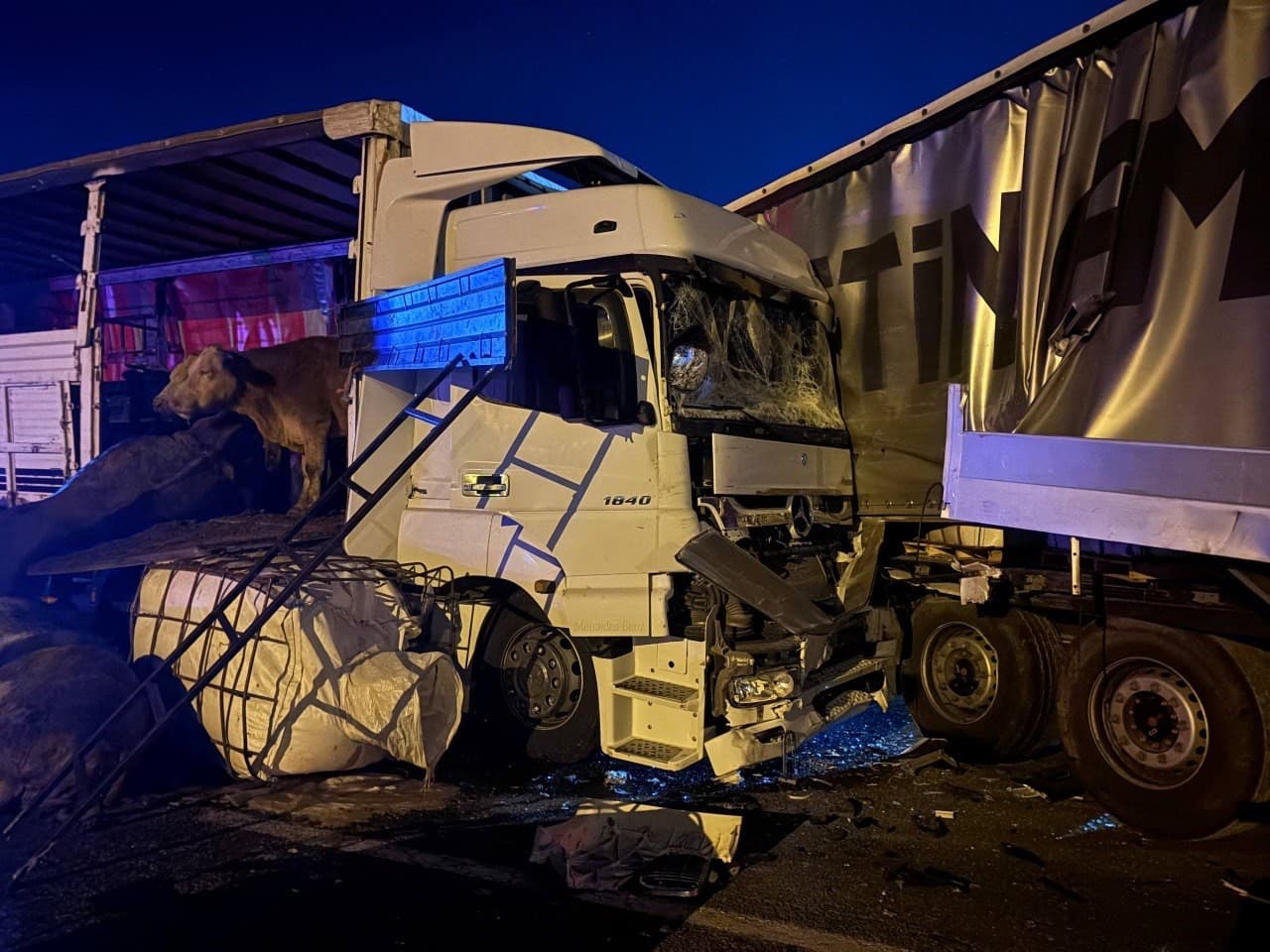 Erzincan’da iki tır çarpıştı: Büyükbaş hayvanlar yola savruldu, 5 hayvan telef oldu