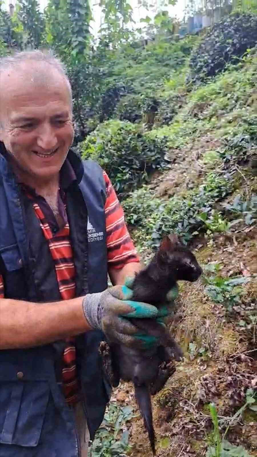 Rize’de 4 gündür boru içinde sıkışan kediyi çay üreticileri kurtardı