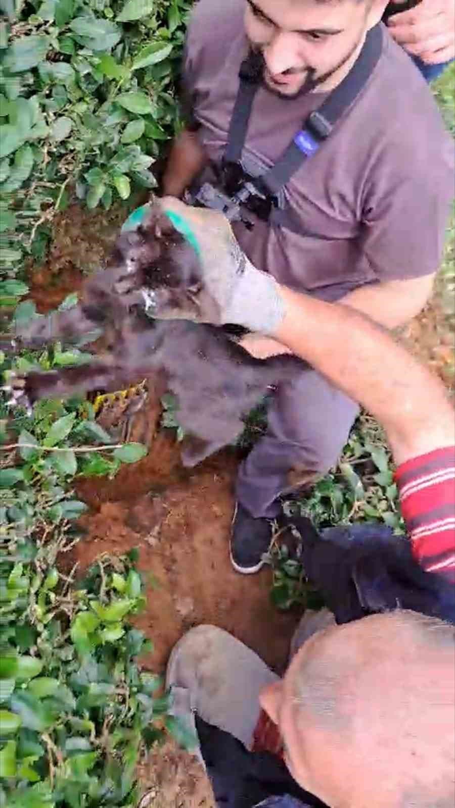 Rize’de 4 gündür boru içinde sıkışan kediyi çay üreticileri kurtardı