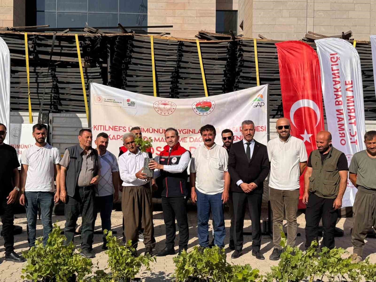Şırnak’ta "kıtılnefs üzümü" için üreticilere ekipman ve fidan desteği