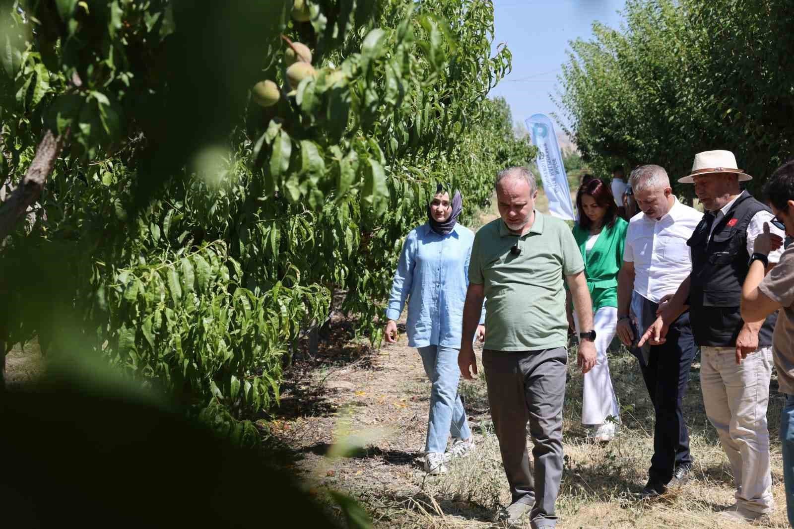 Ömer Halisdemir Üniversitesinde meyve hasadı başladı