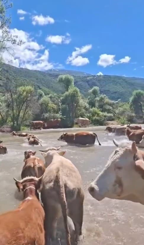 Sürü halinde suya girdiler, Kelkit Çayı’nı yüzerek geçtiler