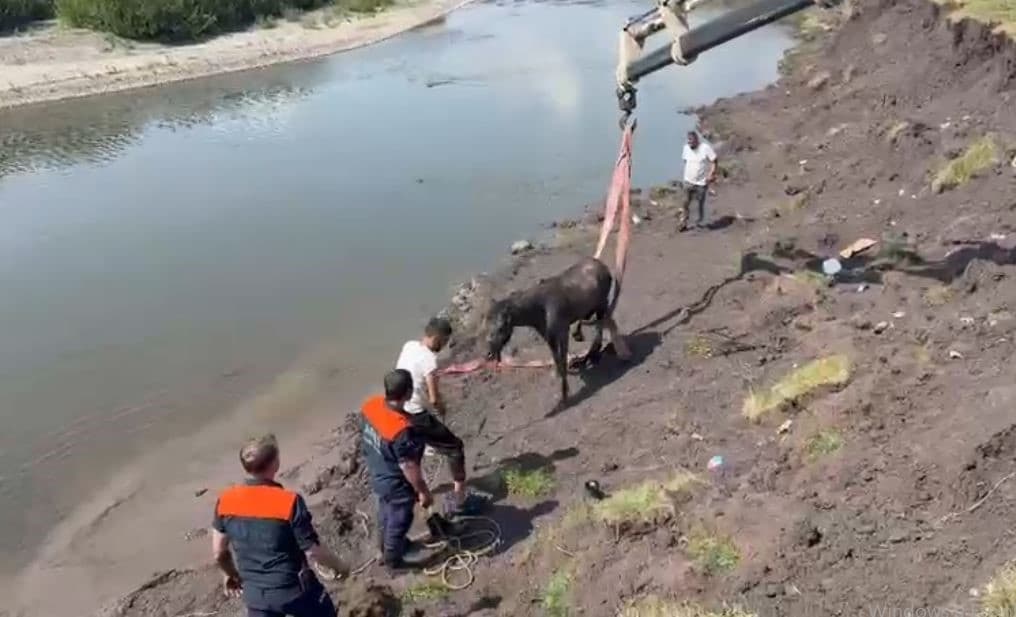 Kura Nehri’nde bataklığa saplanan at vinç yardımıyla kurtarıldı