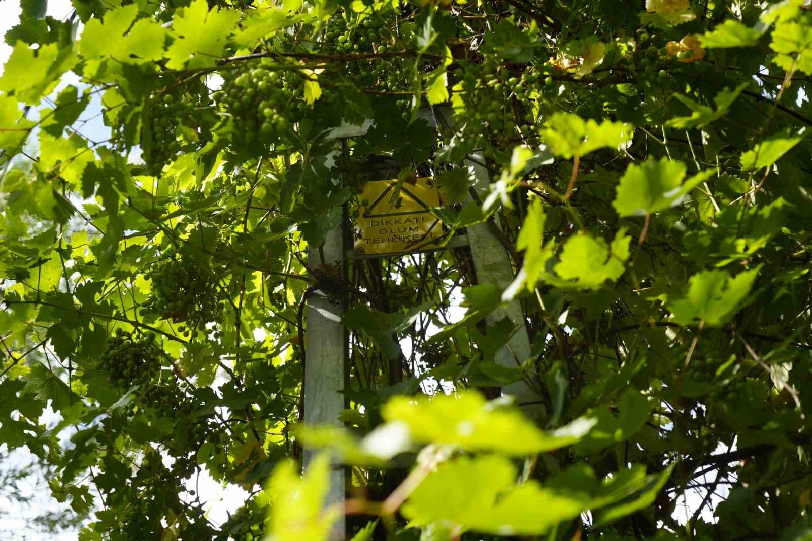 Gümüşhane’de üzüm sarmaşıkları elektrik direğini ağaca çevirdi