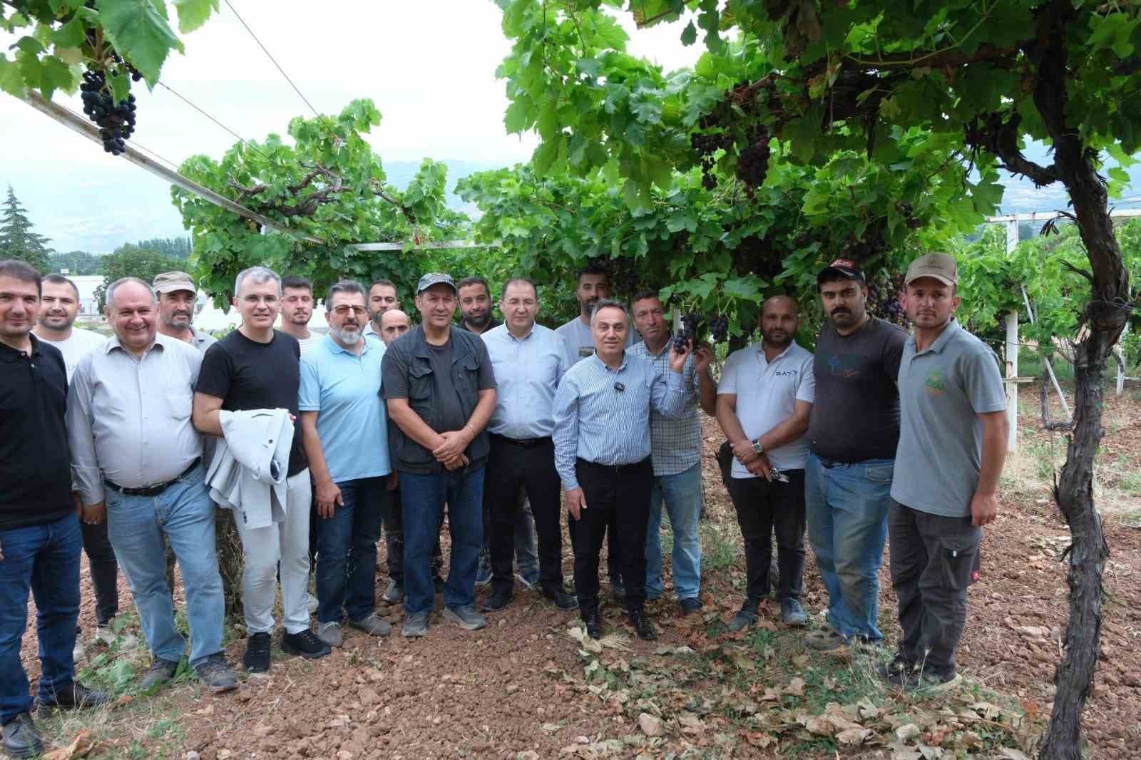 TOGÜ bağlarında sezonun ilk üzüm hasadı yapıldı
