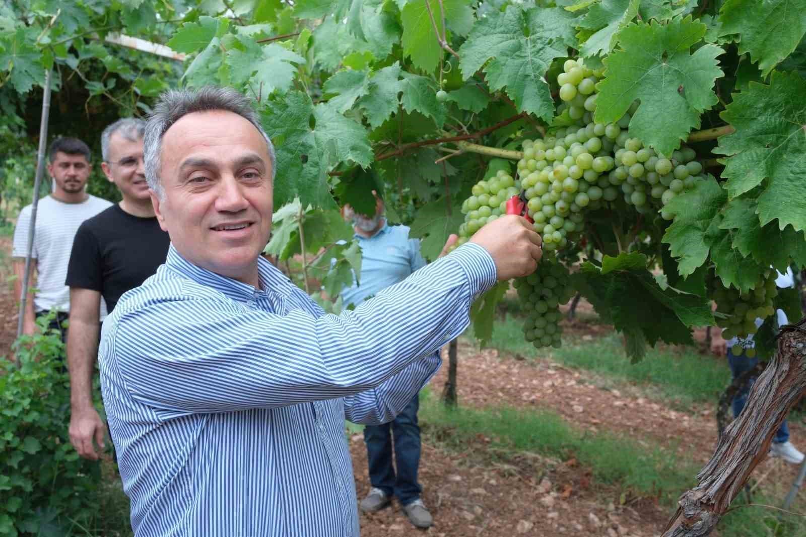 TOGÜ bağlarında sezonun ilk üzüm hasadı yapıldı