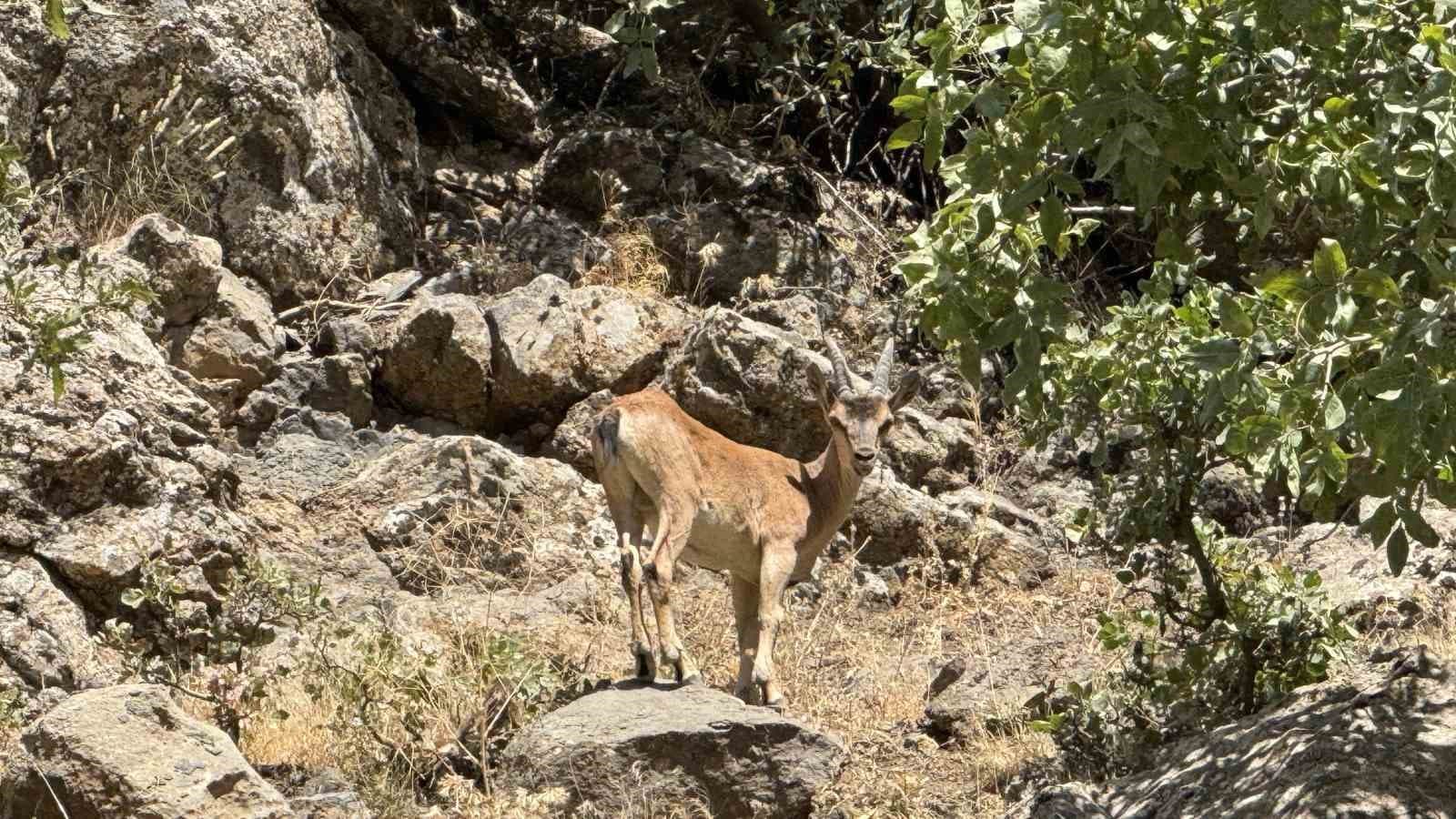 Şırnak’ta dağ keçileri görüntülendi