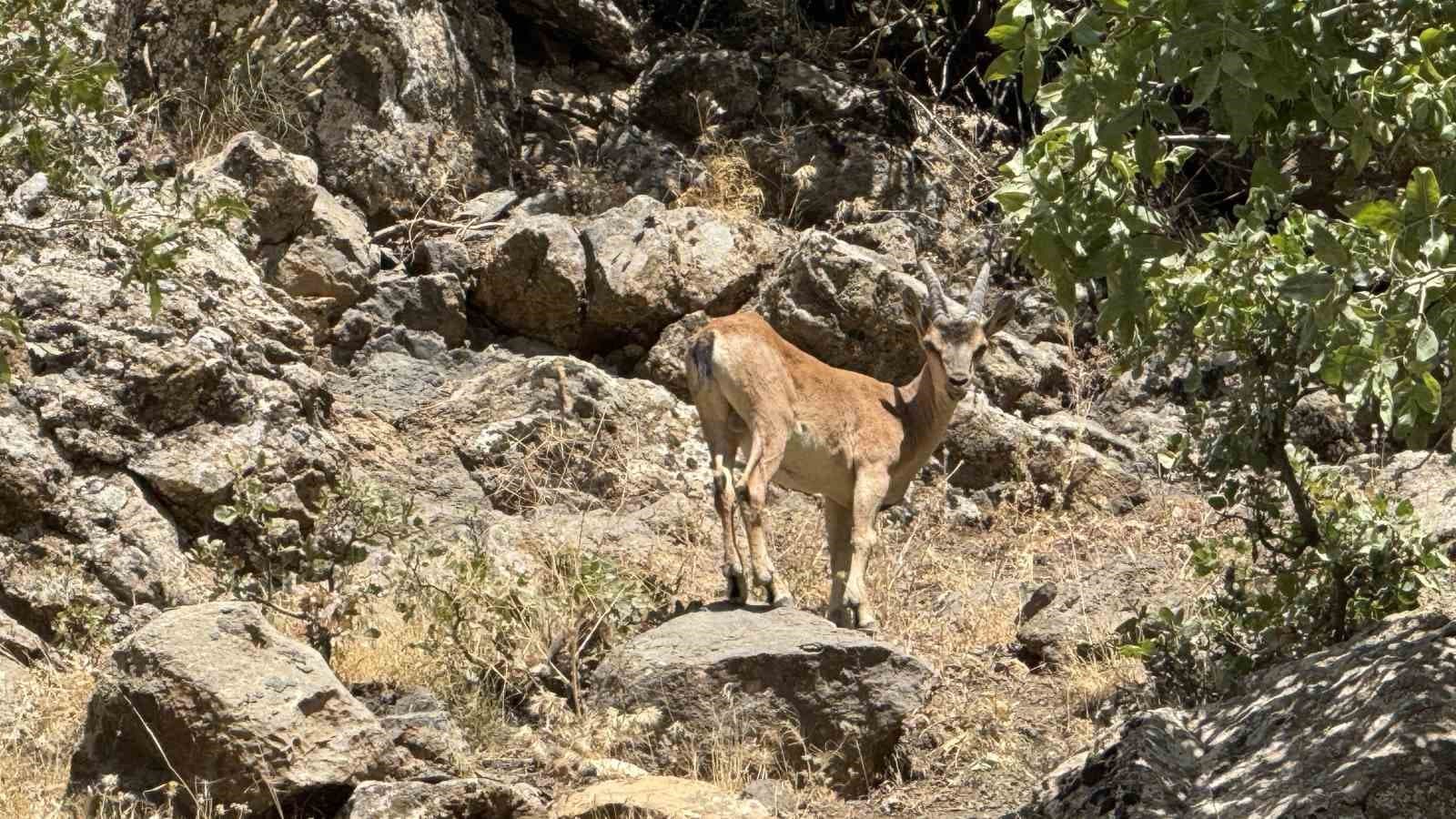 Şırnak’ta dağ keçileri görüntülendi