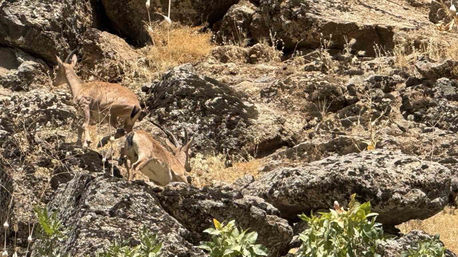 Şırnak’ta dağ keçileri görüntülendi