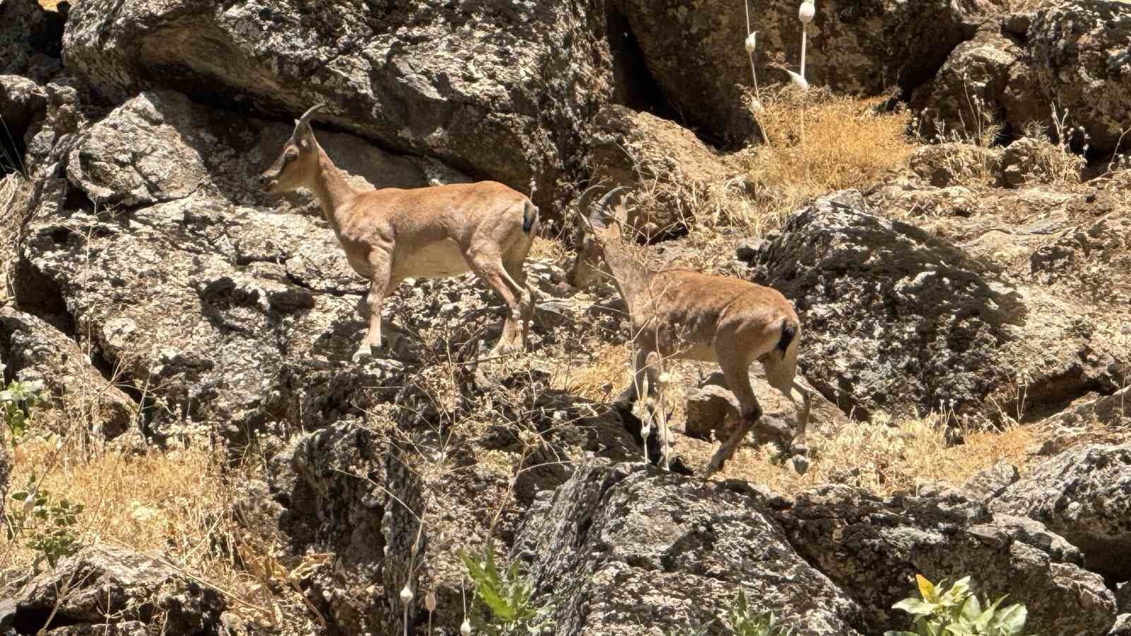 Şırnak’ta dağ keçileri görüntülendi