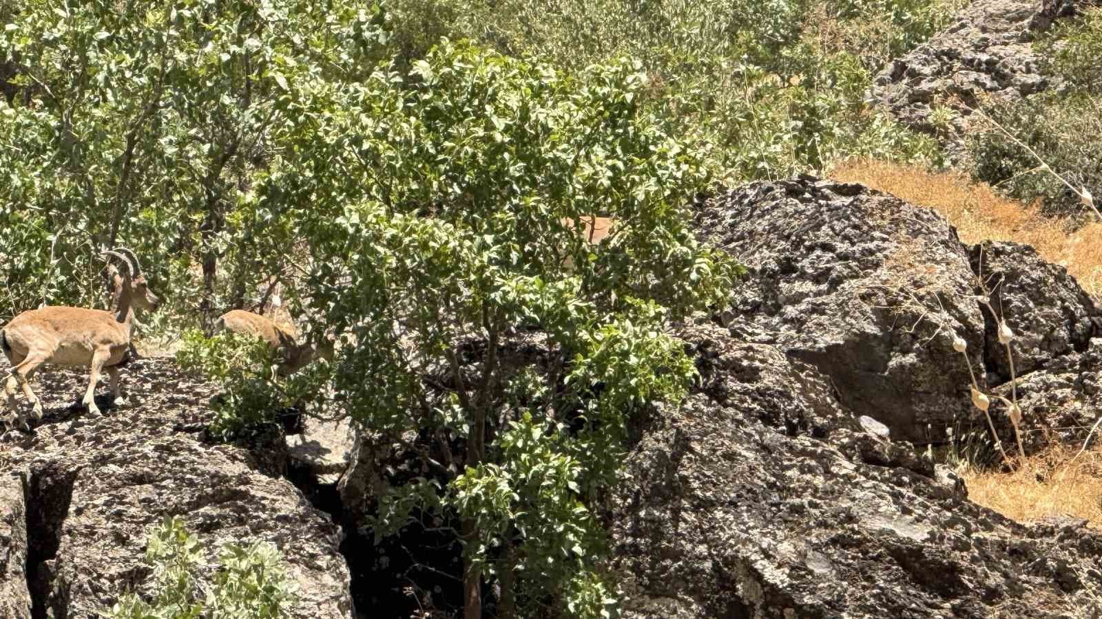 Şırnak’ta dağ keçileri görüntülendi