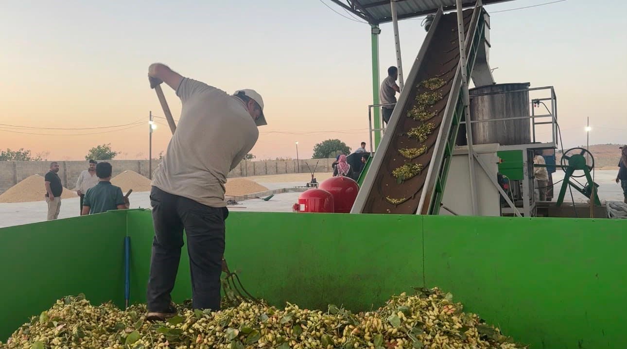 Şanlıurfa’nın tescilli fıstığında hasat başladı