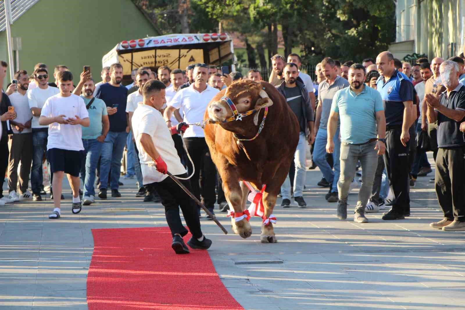 Boğalara kırmızı halı serdiler: 1,1 tonluk ‘Çınar’ birinci oldu
