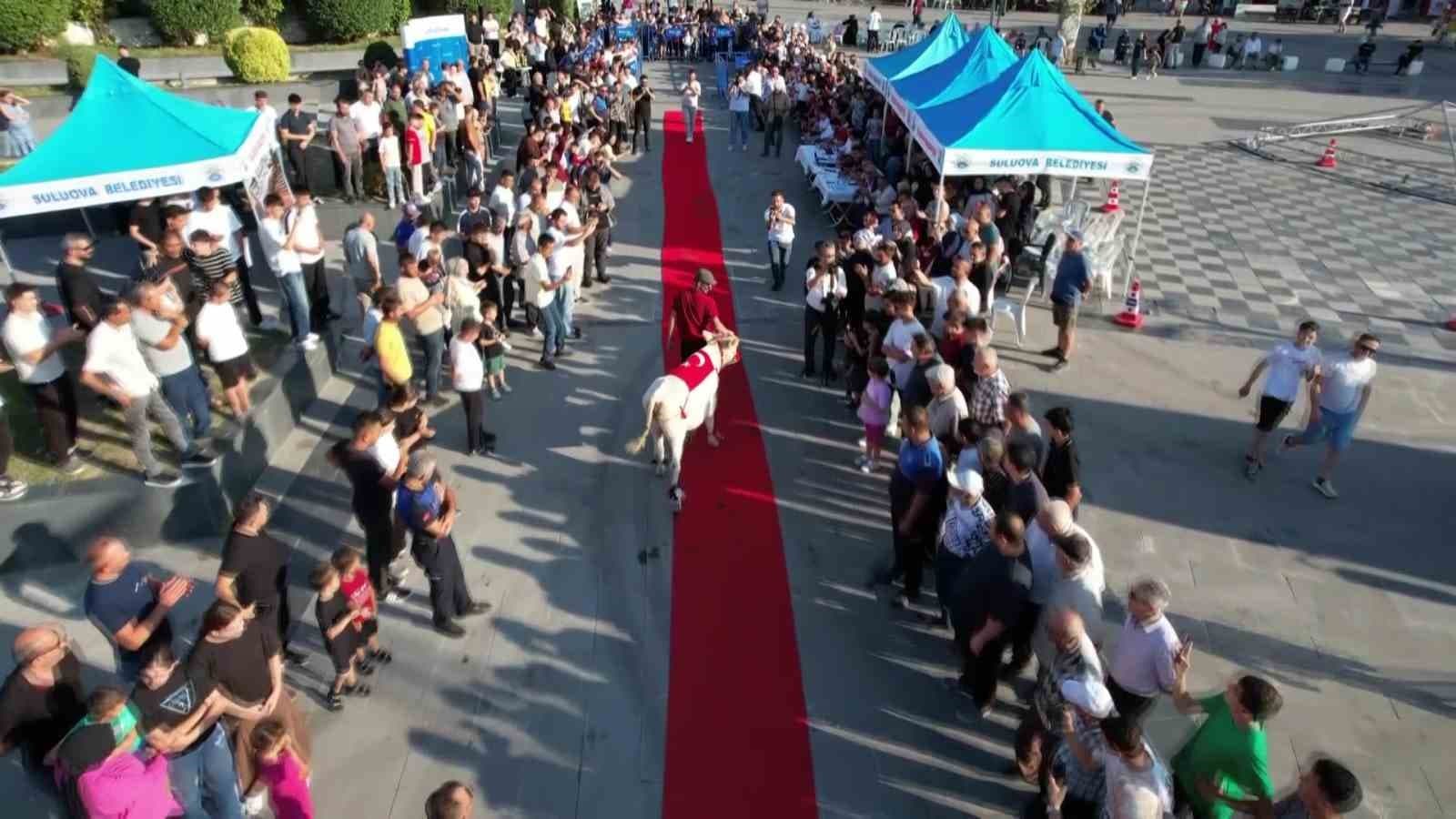 Boğalara kırmızı halı serdiler: 1,1 tonluk ‘Çınar’ birinci oldu