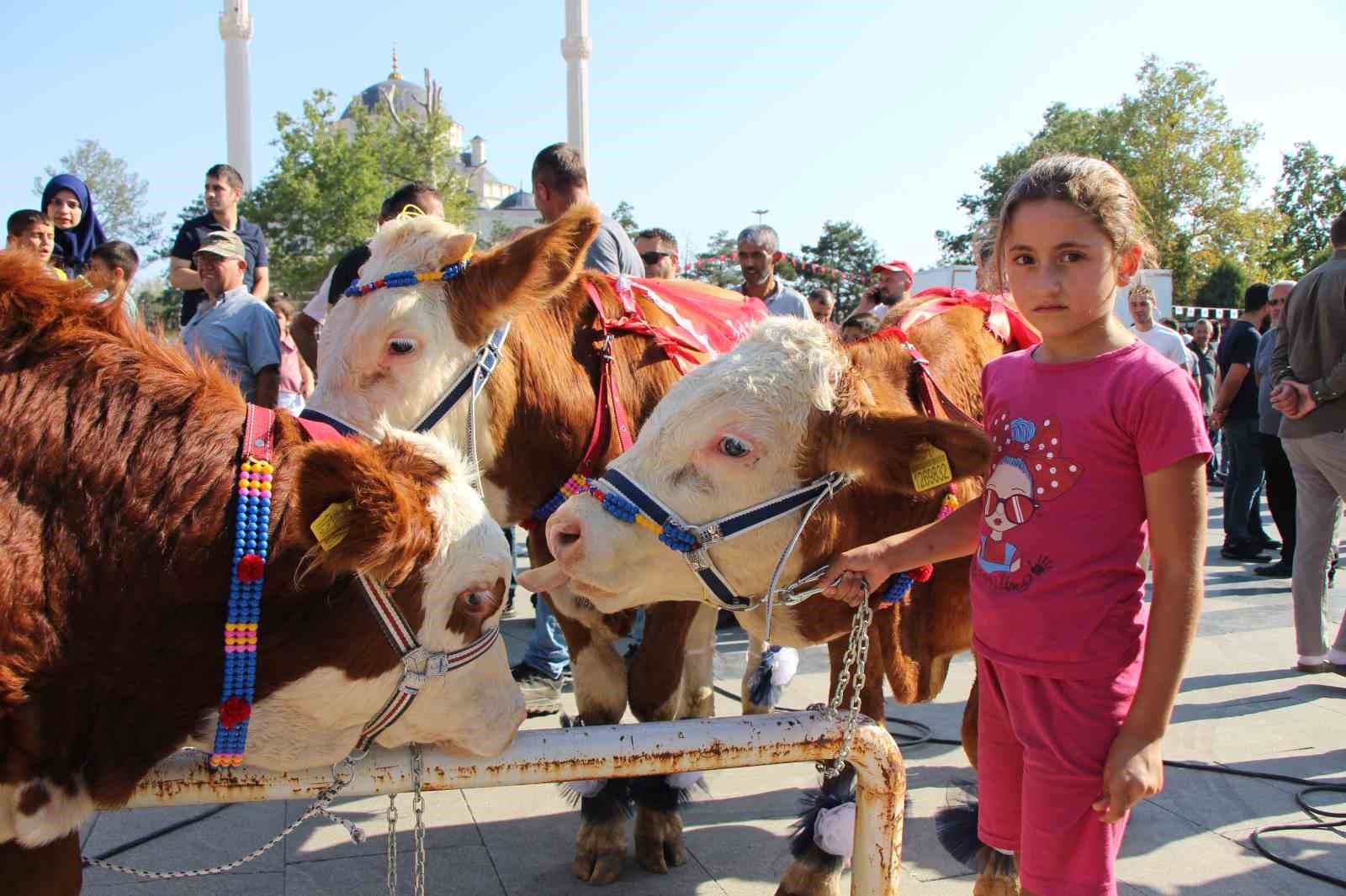 Boğalara kırmızı halı serdiler: 1,1 tonluk ‘Çınar’ birinci oldu
