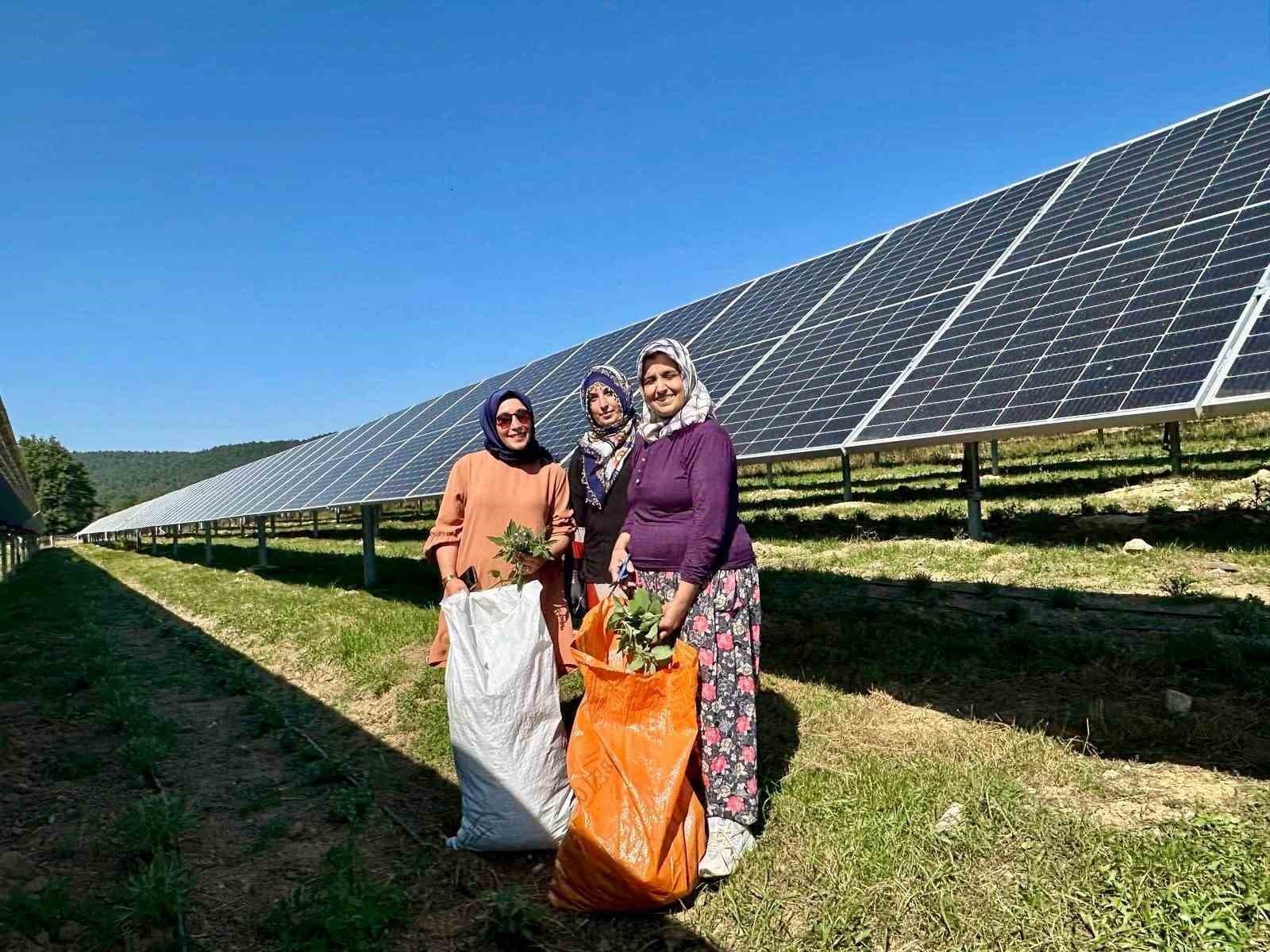 Ladik GES’te agrivoltaik tarımda hasat zamanı