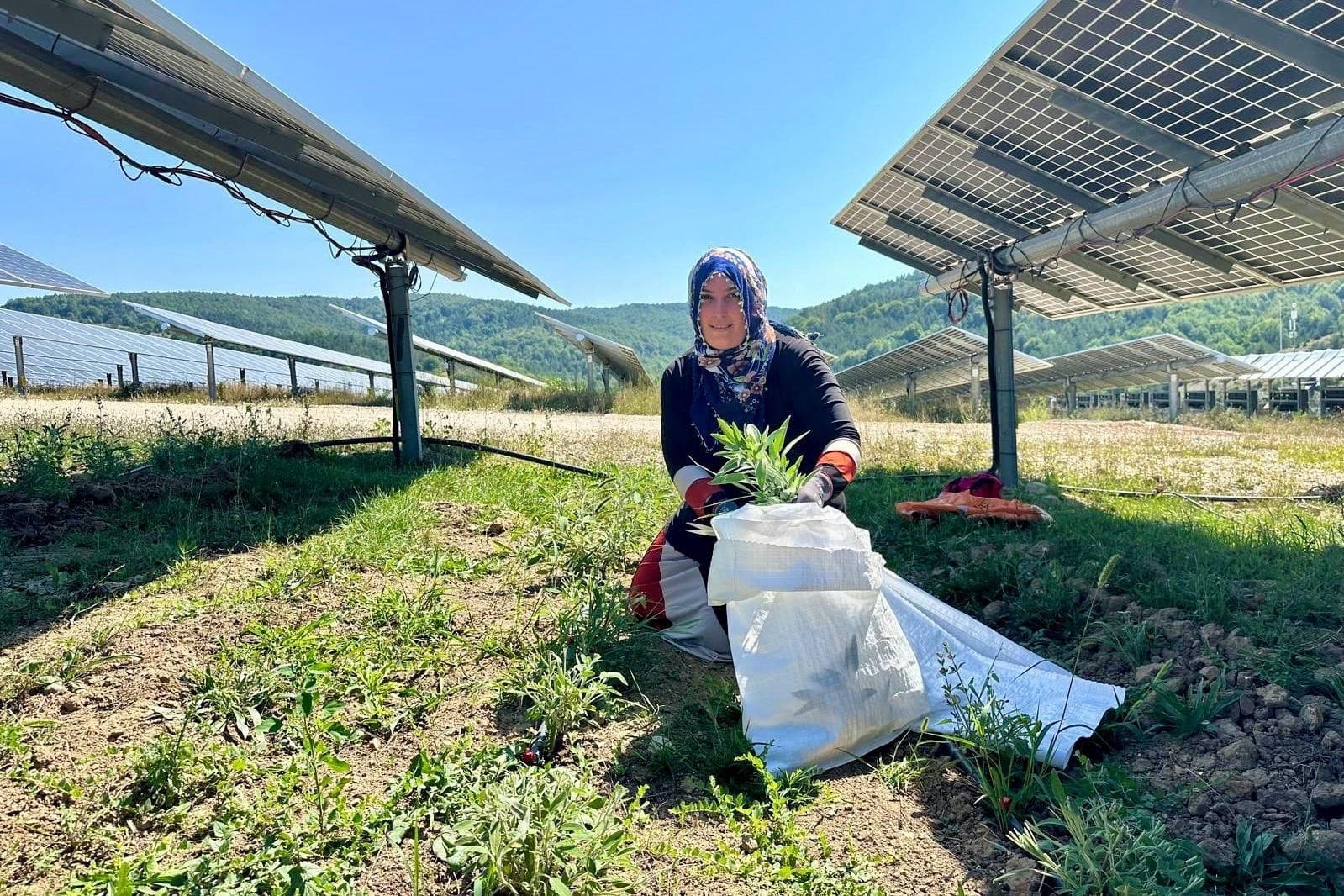 Ladik GES’te agrivoltaik tarımda hasat zamanı
