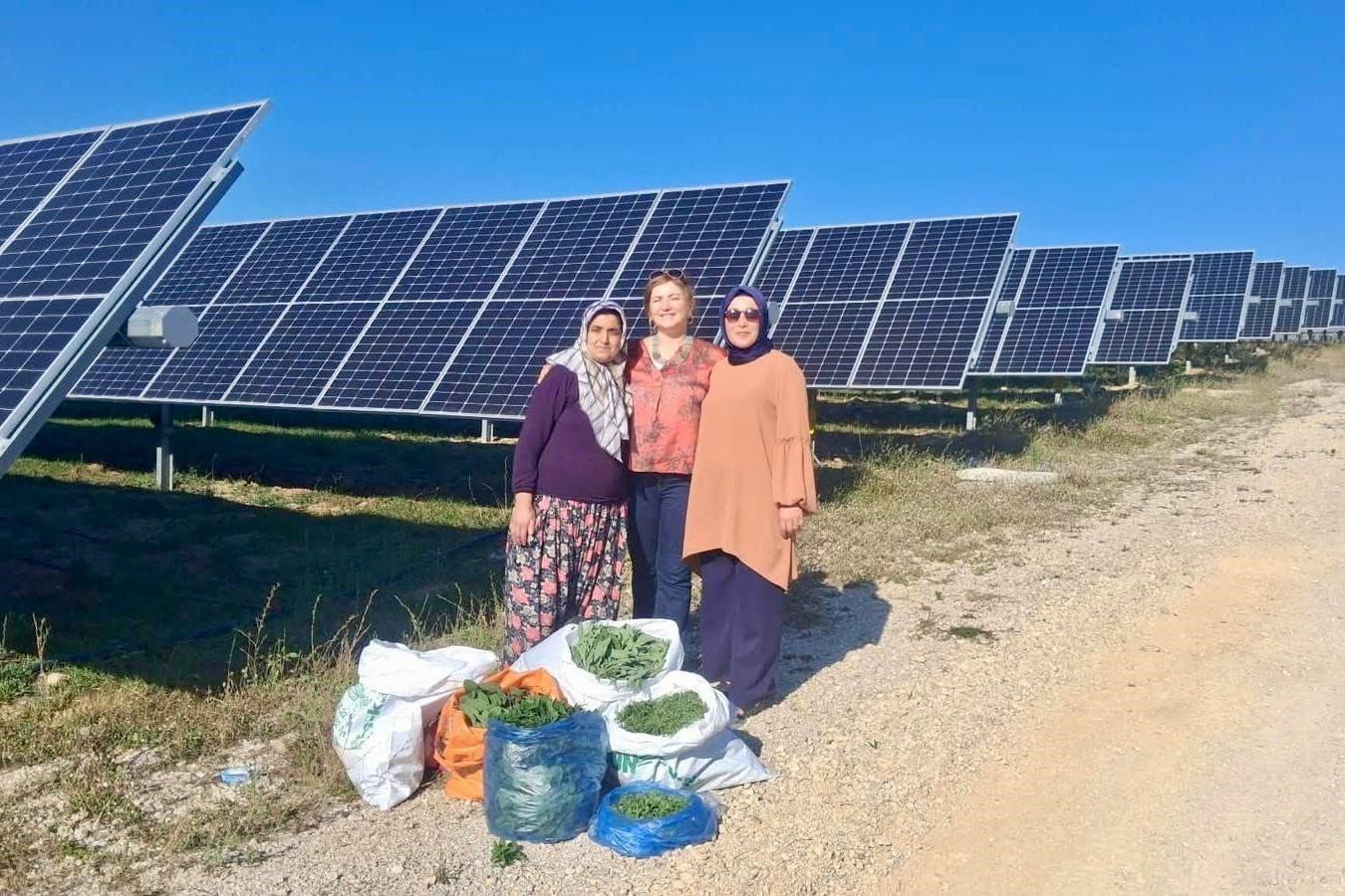 Ladik GES’te agrivoltaik tarımda hasat zamanı